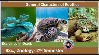 General Characters of Reptiles  HSR Bioinfo  BSc ZOOLOGY [upl. by Osrick]