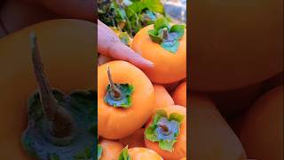 Persimmon Harvesting Vlog  Village  Vlogs New Video  Best Vlog  Short [upl. by Thgiwd721]