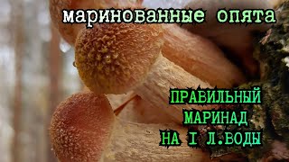 Маринованные опята Маринад на 1 лводы честный и вкусный рецепт Маринованныеопята [upl. by Ronda568]