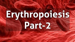 Factors necessary for erythropoiesis  Physiology [upl. by Lazar]