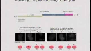 EpsteinBarr Virus Sustains its Associated Cancers [upl. by Creight]