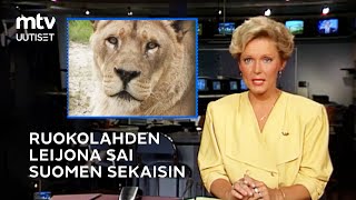 Oliko Ruokolahdella vapaana juossut leijona sittenkin totta 🦁 [upl. by Jorgensen]