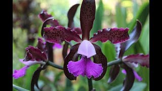 My Most Exotic Orchids c aclandiaec shilleriana crosses [upl. by Cinderella]