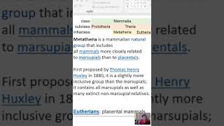 mammalia  subclas  prototheria and eutheria monotremes mammals [upl. by Rolland]