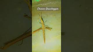 Chinese GrasshopperOriental long headed grasshopperWhite GrasshopperNatureInsectEntomology [upl. by Enaywd315]