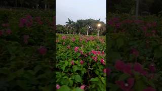 JSW Steel Factory with Pleasant and Beautiful Flowers Sandur Jindal  Karnataka [upl. by Theresina55]