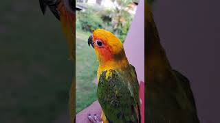 Chuty Puthata bimata wela Inna bahaluparrot birdslover trendingvideo trending subscribe [upl. by Atalanti]