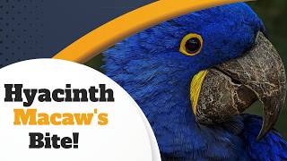 Hyacinth Macaws as Pets a Complete Care Guide [upl. by Anaib291]