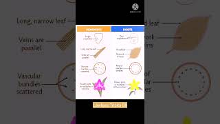 Difference between monocotyledons and dicotyledons pharmacognosy monocots and dicots [upl. by Elam]