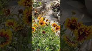 gaillardia flower shorts shortsfeed viralshort reels tiktok shortvideos waitfortheend [upl. by Atnima]