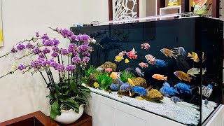 10 Incredible African Cichlids Tank  Most Beautiful Cichlid Varieties [upl. by Archangel155]