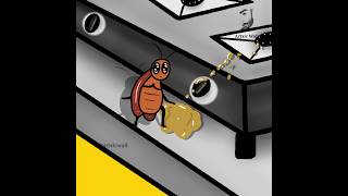 Poor Cockroach in Kitchen [upl. by Alistair]