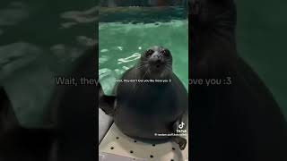 I saw this on TikTok it’s so funny likeandsubscribe [upl. by Eirual]