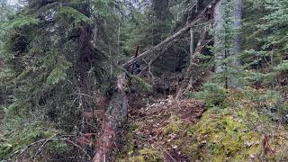 Hunters Capture More Clear Footage Of A large Mountain Bigfoot Near Camp [upl. by Shandy674]