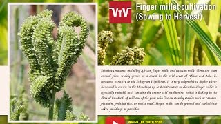 Finger millet seed to seed [upl. by Jasen]