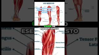 Ginocchio a prova di proiettile Mai più dolori 3 esercizi allenamento fitness [upl. by Edlin333]