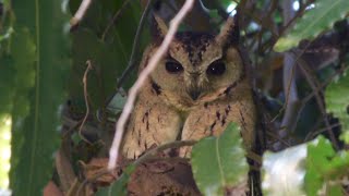 Indian scops owl call Otus Bakkamoena sikar [upl. by Sotos]