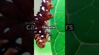 The Amazing World Of Caterpillars A WIldWisdomTV Short [upl. by Myles]