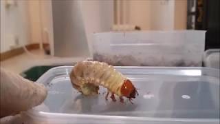 Dorcus alcides  Larvae check [upl. by Addie311]