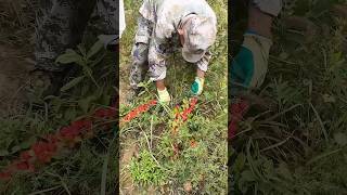 Harvesting fresh prunus humilis process farming [upl. by Lepp]