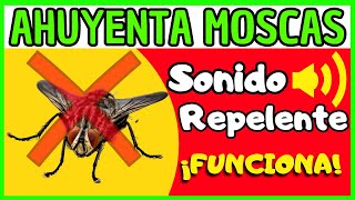 Sonido para ahuyentar moscas🦟🪰 Repelente de moscas [upl. by Axe]