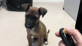 Puppys first clicker training lesson [upl. by Dustan]