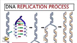 Copy of DNA REPLICATION DNA CODE OF LIFE GRADE 12 LIFE SCIENCES BY MSAIDI THUNDEREDUC [upl. by Afrikah]