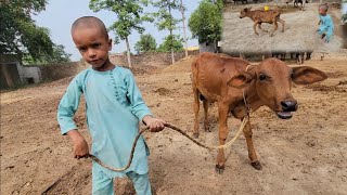 Cow race  Cow baby care  Chacha Bhatija [upl. by Zsuedat]