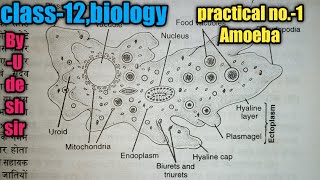 Amoeba class12 Biology Practical No1 Amoeba proteus By Udesh sir Experiment 1 [upl. by Eledoya]