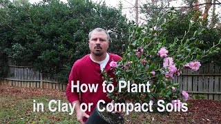 How to plant in clay poorly draining and compact soils Proper tools amendments and techniques [upl. by Lennox]