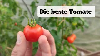 Nach 20 Jahren Suche endlich gefunden Diese TomateSorte ist meine neue Top 1 [upl. by Gemma272]