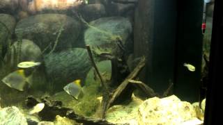 Brackish tank with green spotted puffers and silver moonys [upl. by Pik]