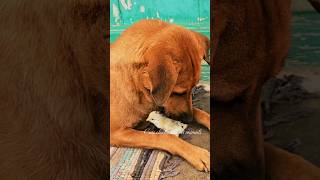 Dog and baby chickDog taking care of cute chick Dog cute pet chick chicken dogs shorts pets [upl. by Ecad]