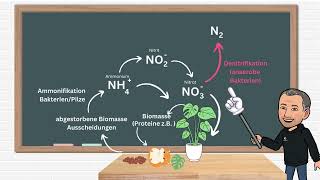 Der Stickstoffkreislauf [upl. by Lohman521]