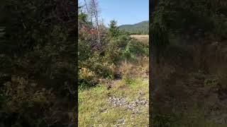 An abandoned contagion cemetery Spaniards Bay NL shorts [upl. by Eelreveb]