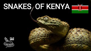 Snakes of Kenya 5 species venomous Green bush viper African Rock python and more [upl. by Annael99]