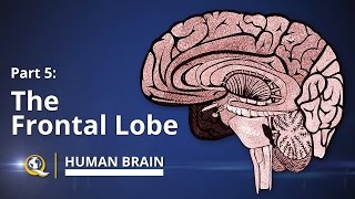 Frontal Lobe  Human Brain Series  Part 5 [upl. by Casimire]