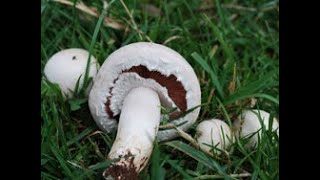 Identifying the Field Mushroom Agaricus campestris [upl. by Aurea]