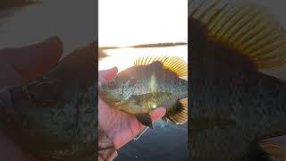 What Kind Of Panfish Is This [upl. by Shandy443]