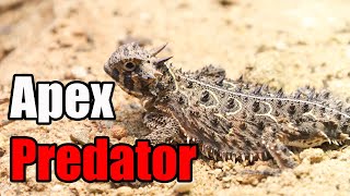 Apex Predator  The Texas Horned Lizard [upl. by Yeliah]