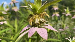 Spotted Beebalm Monarda punctata 🌷 Quiet Moments [upl. by Addiego]