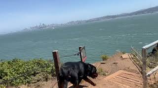 Delilah The Rottweiler Exploring The San Francisco Bay [upl. by Cullen]