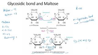 Disaccharides [upl. by Tom]