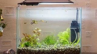 Запуск и оформление аквариума 20 литров качество 4К start aquarium [upl. by Cairns114]