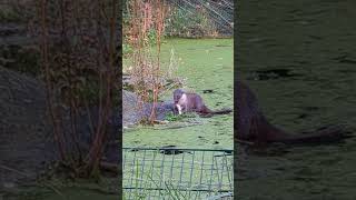 Sieh nur wie glücklich dieser Otter seinen Fisch frisst 😍😍😍 [upl. by Toth548]