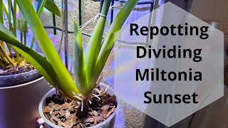 Repotting amp Dividing Miltonia Sunset Oncidium Orchid Care [upl. by Srednas]