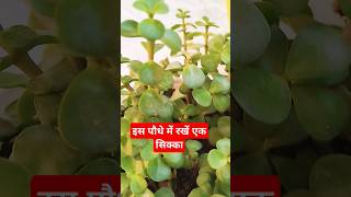 Jada plant se kya hota haishorts lytviralyotubetrendingshorts jade plant [upl. by Tina]