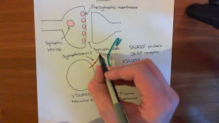 SNARE Proteins Part 1 [upl. by Profant108]