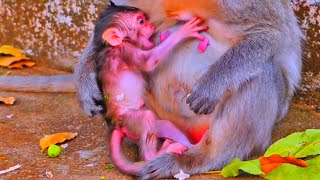 Cute babies monkey showing action of newborn babies and mommy look too sweet [upl. by Robin]