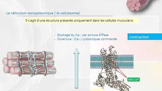 CYTOLOGIE LES ORGANITES INTRACELLULAIRES le système endomembranaire [upl. by Pooi]